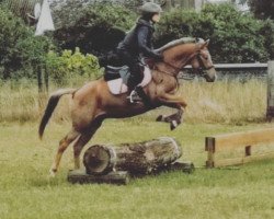 dressage horse Glöckchen 19 (Pony without race description, 2014, from Unbekannt Pony)