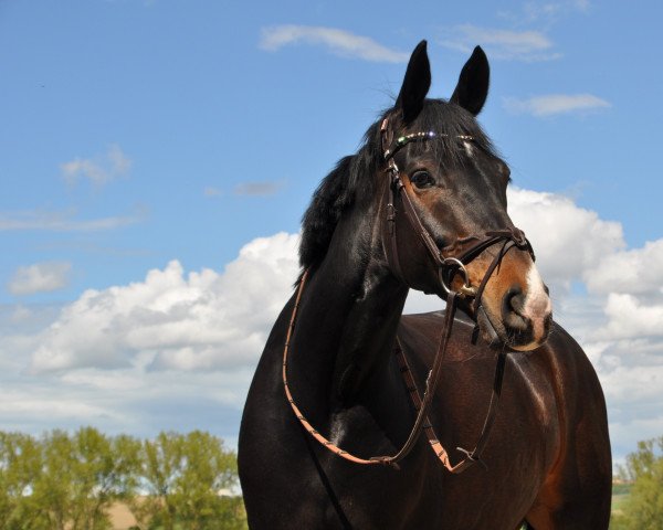 Cavallo da salto Schlingel W (Hannoveriano, 2012, di Stolzenberg)