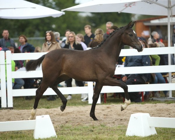 horse Joyel (German Warmblood, 2021, from Jovian)
