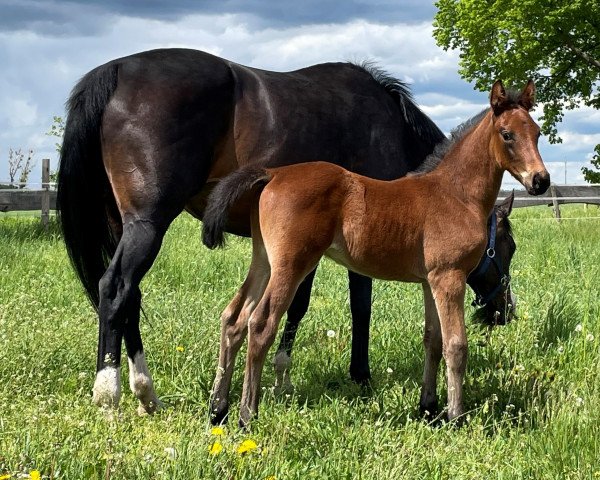 horse Eplaisir d´Alizee Z (Zangersheide riding horse, 2021, from Epleaser van het Heike)