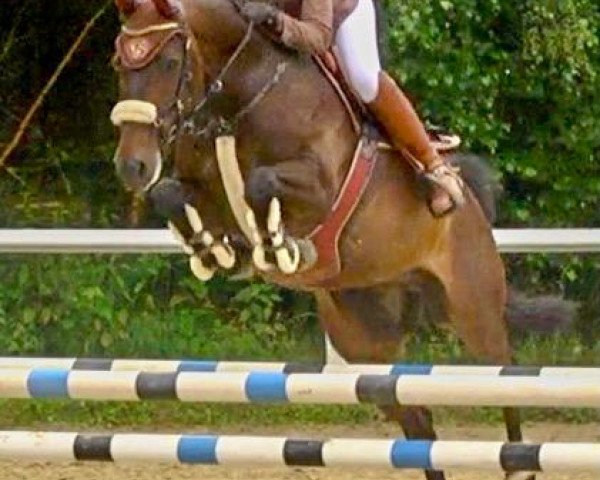 Springpferd Scarlipoley (Oldenburger Springpferd, 2012, von Semper Fi)