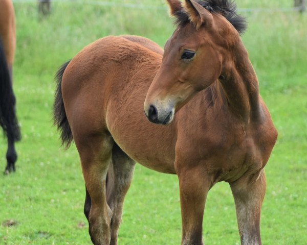 horse Cosmian SP (German Sport Horse, 2021, from Cullinan du Borget B)