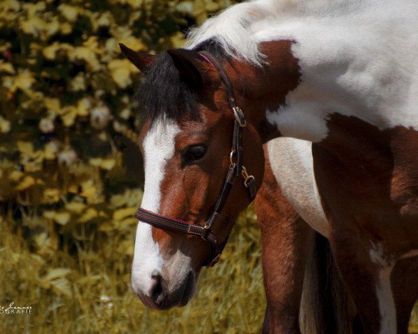 horse Rondo New York (Welsh, 2017, from Rock Grey New York)