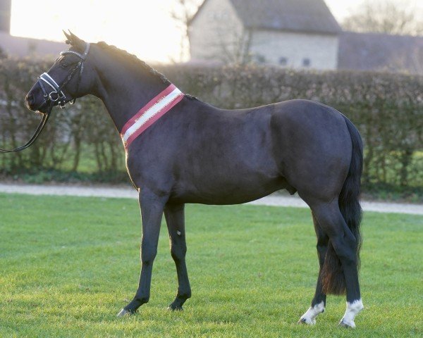 stallion Komet (German Riding Pony, 2022, from Komplett)