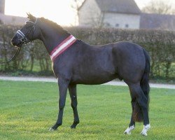 stallion Komet (German Riding Pony, 2022, from Komplett)
