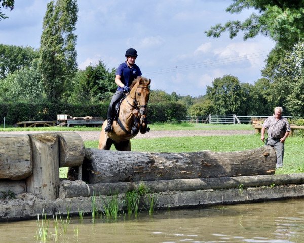 jumper Phil 39 (German Riding Pony, 2004, from Potter)