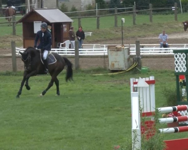 Reitturnier Nienburg 2013