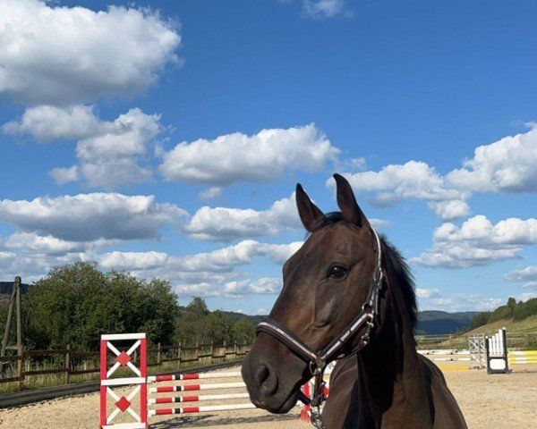 horse AMD Chardonnay (German Sport Horse, 2012, from Chocolat)