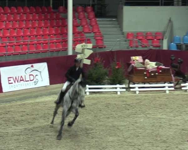 Reitturnier Neustadt/Dosse - Graf von Lindenau-Halle 2024