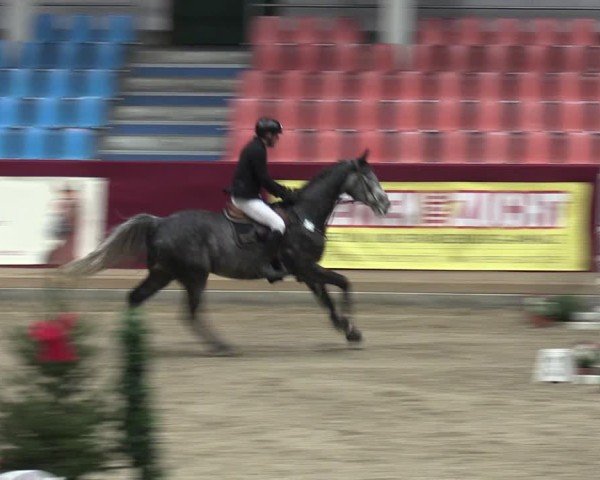 Reitturnier Neustadt/Dosse - Graf von Lindenau-Halle 2024