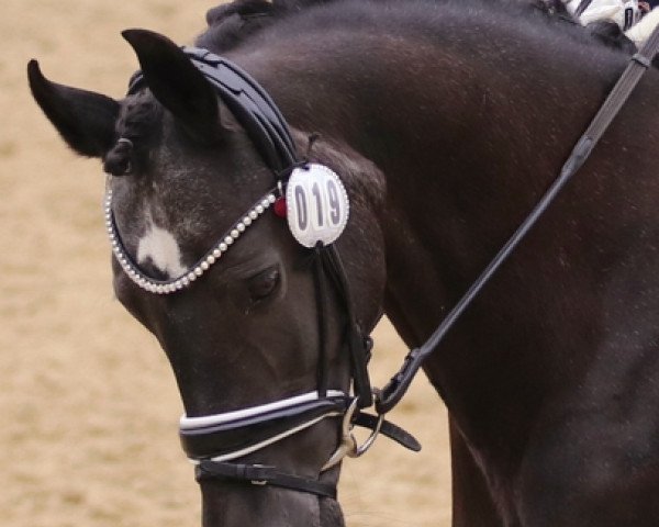 dressage horse Chici Mikki 2 (German Riding Pony, 2005, from Henry)