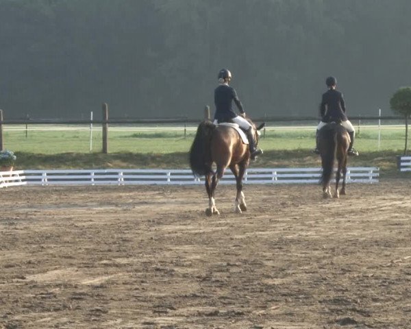 Reitturnier Nienburg 2013