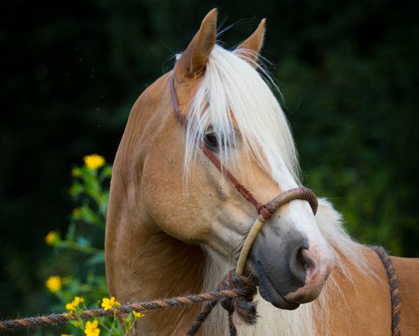 horse N`Special Agent Obi (5,49% ox) (Edelbluthaflinger, 2002, from Nevio)