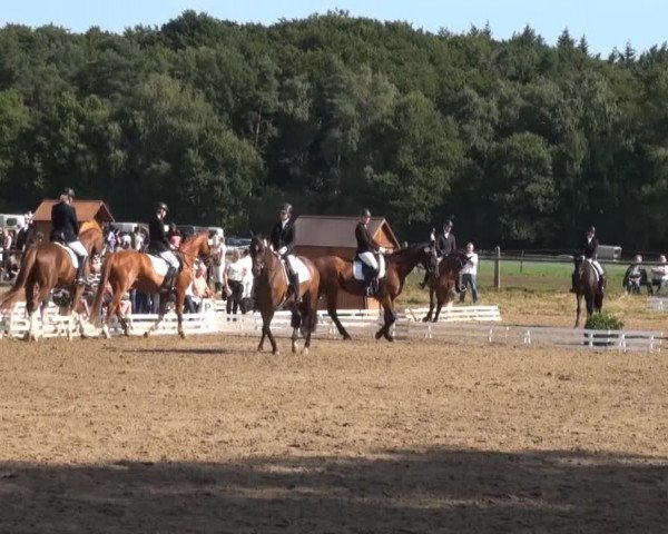 Reitsporttage an der Führser Mühle 2013