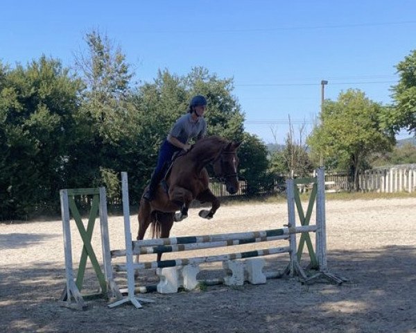 horse Lagano (Holsteiner, 2013, from Ciacomo)