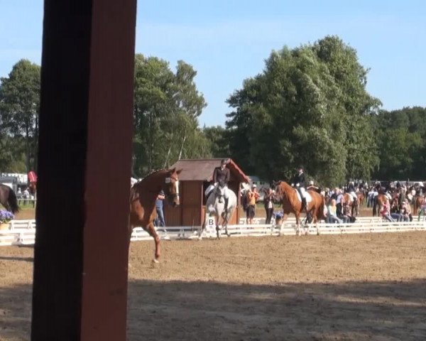 Reitsporttage an der Führser Mühle 2013