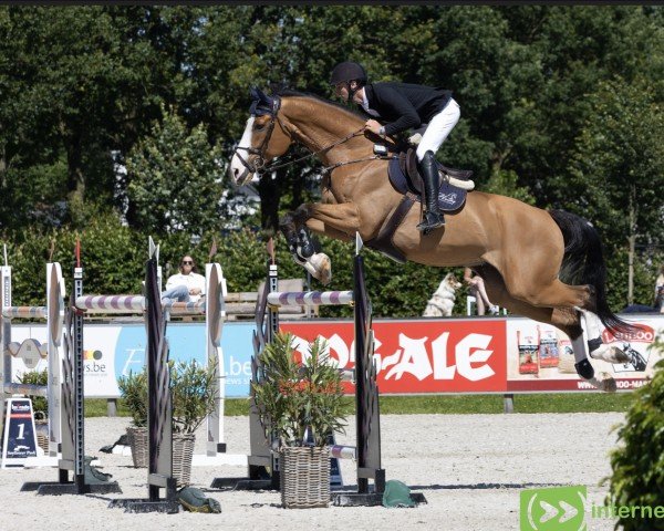 Springpferd Don Viepar (KWPN (Niederländisches Warmblut), 2008, von Van Schijndel's Rascin)