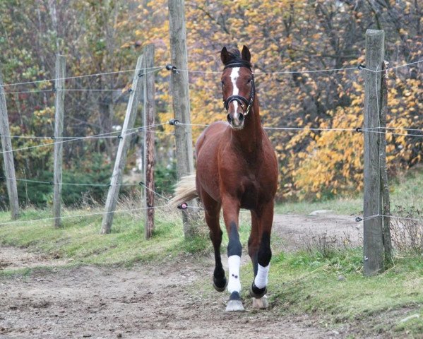 horse De Corian (German Sport Horse, 2011, from De Janeiro)