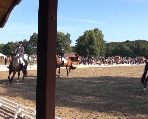 Reitturnier Nienburg 2013