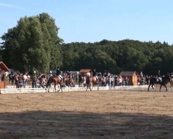 Reitsporttage an der Führser Mühle 2013
