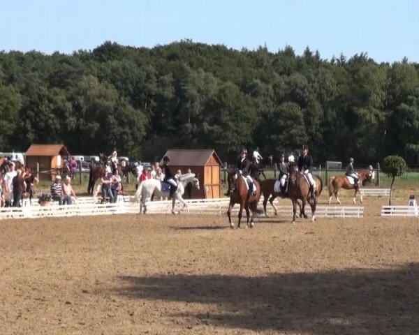 Reitturnier Nienburg 2013