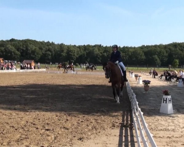 Reitturnier Nienburg 2013