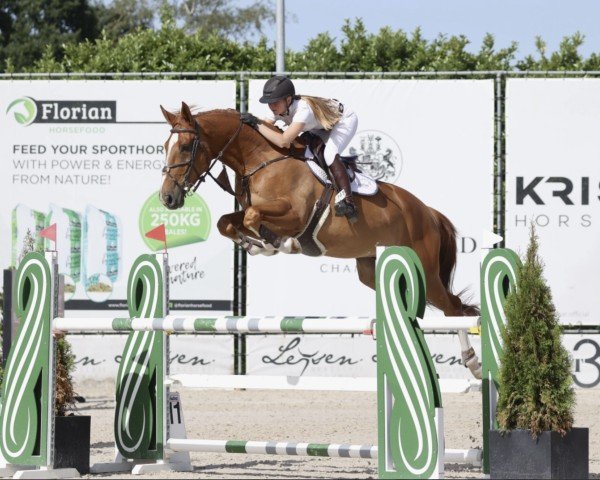 jumper Quebec vd Middelstede (Belgian Warmblood, 2016, from Tangelo van de Zuuthoeve)