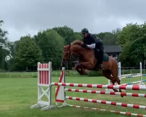 jumper Fidelius 37 (Hanoverian, 2012, from Foundation 2)
