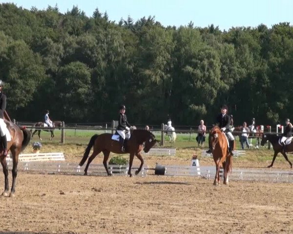 Reitsporttage an der Führser Mühle 2013
