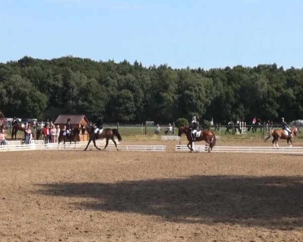 Reitturnier Nienburg 2013