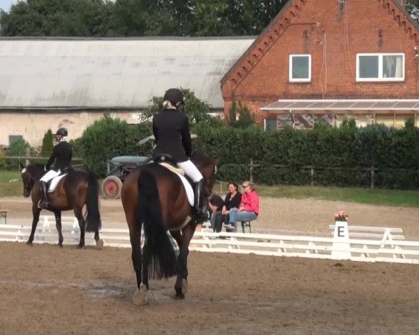 Reitturnier Nienburg 2013