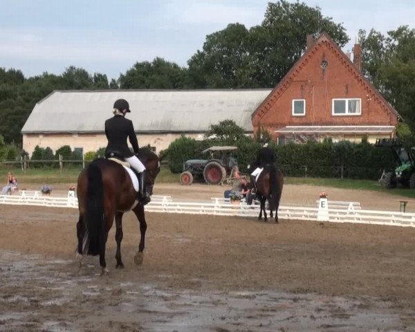 Reitsporttage an der Führser Mühle 2013