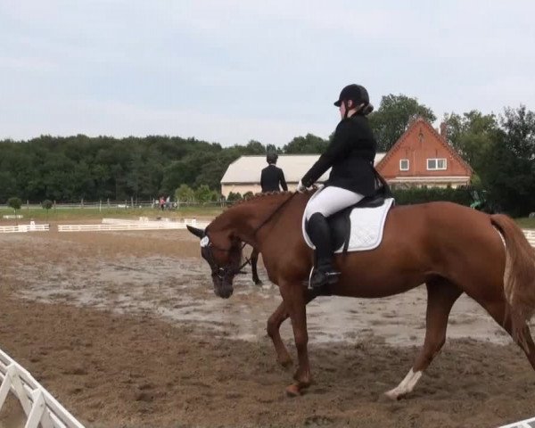 Reitsporttage an der Führser Mühle 2013