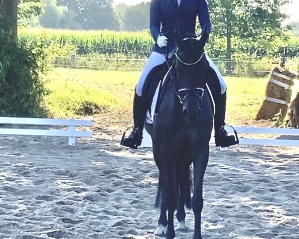 Dressurpferd Gucci 106 (Deutsches Reitpony, 2012, von FS Golden Highlight)