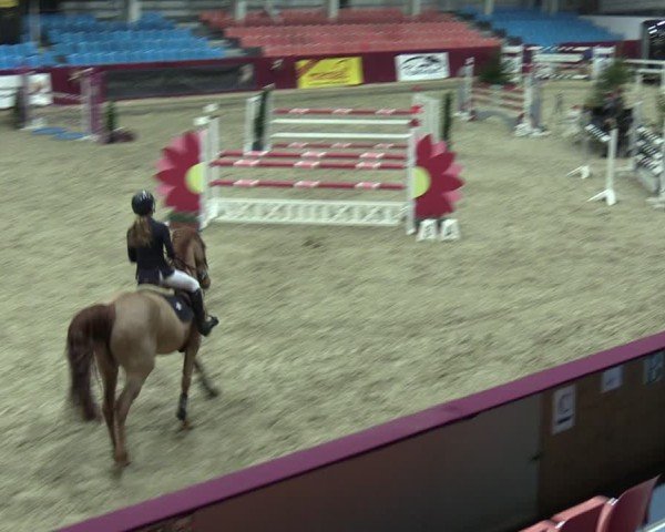 Reitturnier Neustadt/Dosse - Graf von Lindenau-Halle 2024