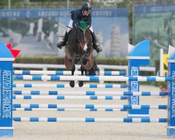 Springpferd Quino (Holsteiner, 2005, von Quinar)