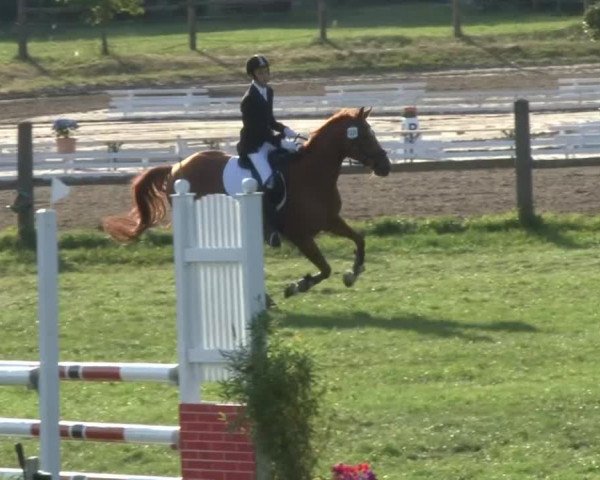Reitsporttage an der Führser Mühle 2013
