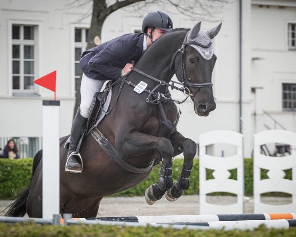 jumper Precious Moment SH (Westphalian, 2011, from Priano)