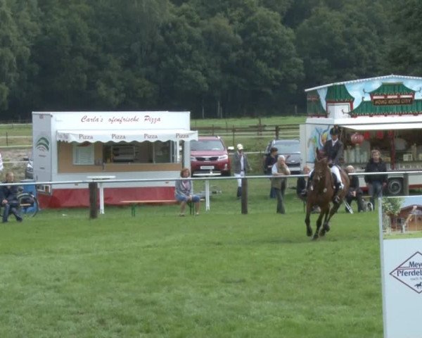 Reitsporttage an der Führser Mühle 2013