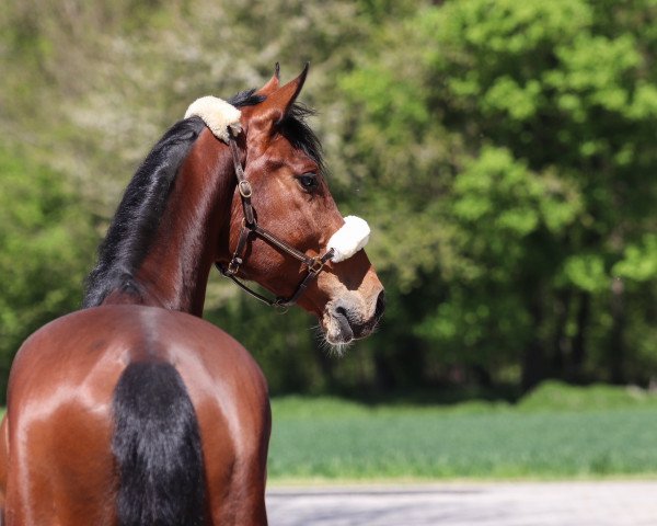 dressage horse Craving Canabis (Holsteiner, 2016, from Canabis Z)