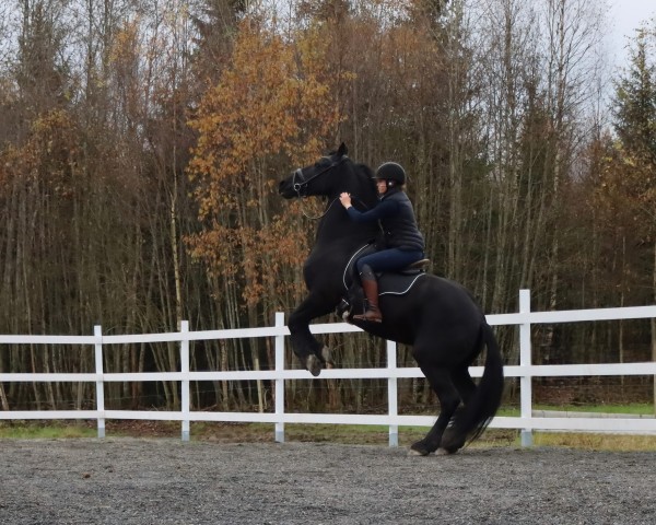 horse Froukje Fan Ikkerwald (Friese, 2001, from Jasper 336 P)