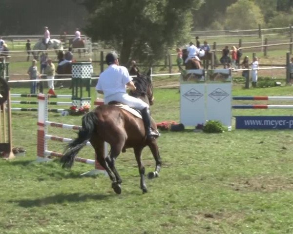 Reitturnier Nienburg 2013