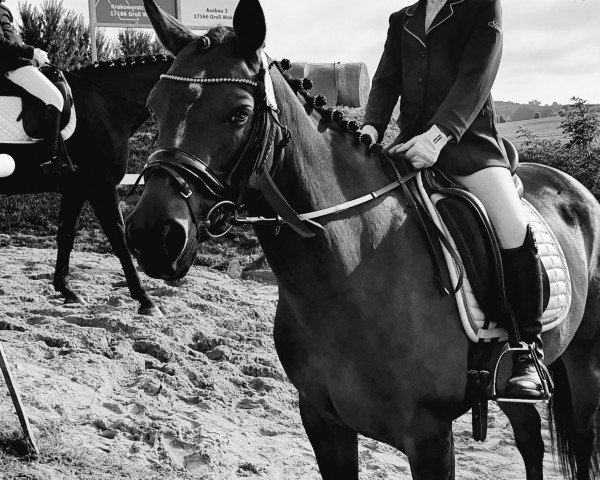 dressage horse Say My Name (German Riding Pony, 2010, from Barrichello)