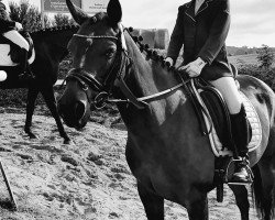 dressage horse Say My Name (German Riding Pony, 2010, from Barrichello)