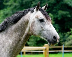 jumper Las Dallas (KWPN (Royal Dutch Sporthorse), 2016, from Dallas VDL Z)