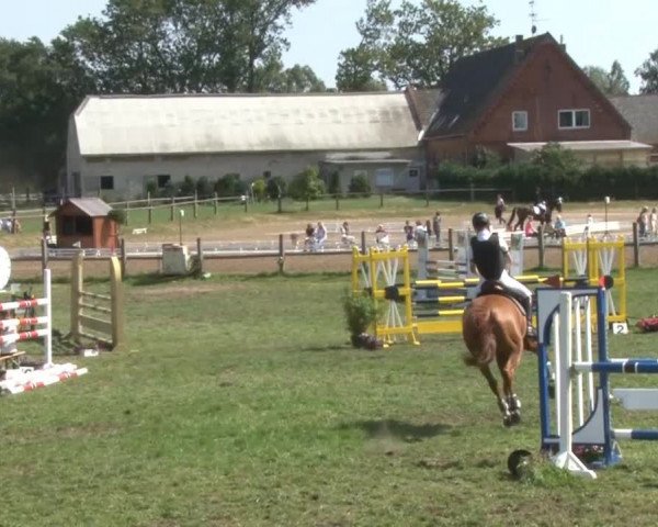 Reitturnier Nienburg 2013