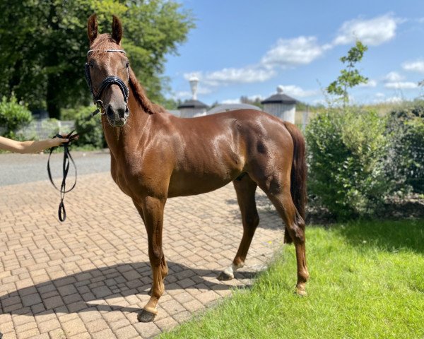 Pferd Don‘t Touch Me J (Deutsches Reitpony, 2017, von Dance Star AT NRW)