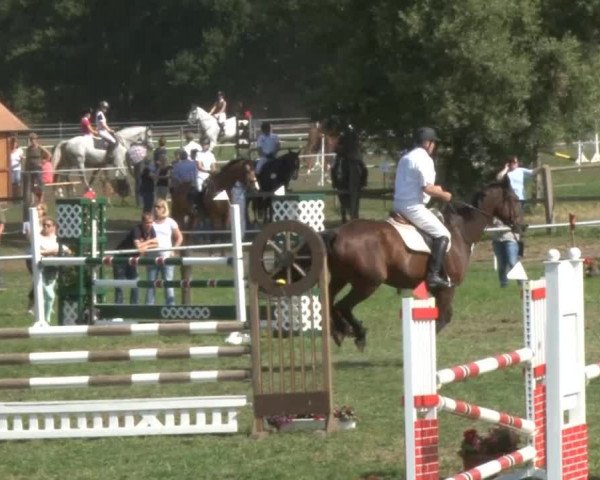 Reitturnier Nienburg 2013