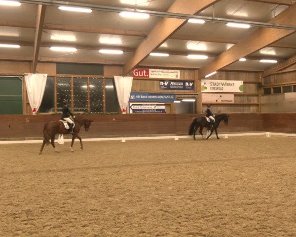 Reitturnier Coesfeld/Lette 2024