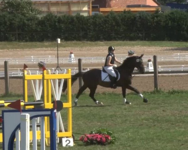 Reitsporttage an der Führser Mühle 2013